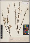 Foto von Salix aurita L.
